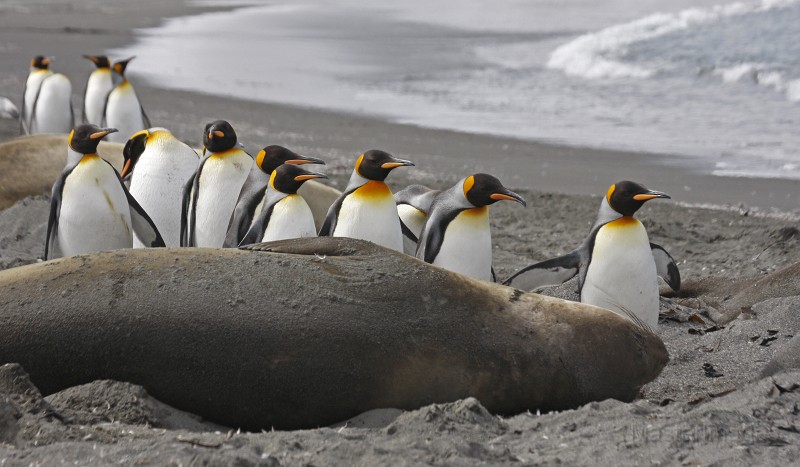 IMG_5101c.jpg - King Penguin (Aptenodytes patagonicus)