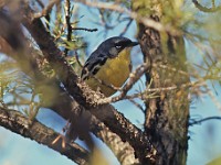 11 062c  Kirtland's Warbler (Setophaga kirtlandii) - male