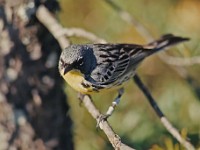 11 063c  Kirtland's Warbler (Setophaga kirtlandii) - male