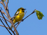 MG 1344c  Lawrence's Warbler (Vermivora chrysoptera x cyanoptera)