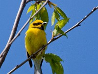 MG 1371c  Lawrence's Warbler (Vermivora chrysoptera x cyanoptera)