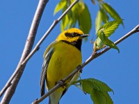 MG 1374c  Lawrence's Warbler (Vermivora chrysoptera x cyanoptera)