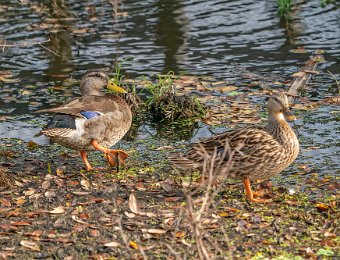 Mottled Duck x Mallard