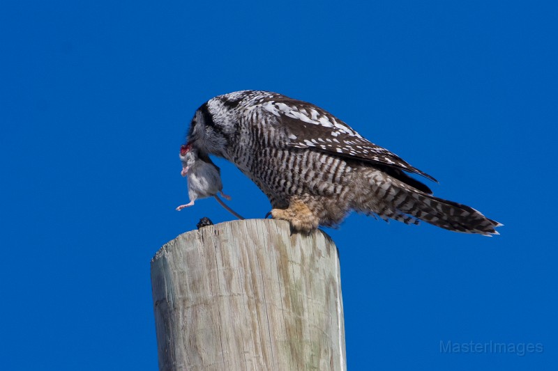 IMG_6716c.jpg - Northern Hawk-Owl (Surnia ulula) with Deer Mouse (Peromyscus maniculatus)