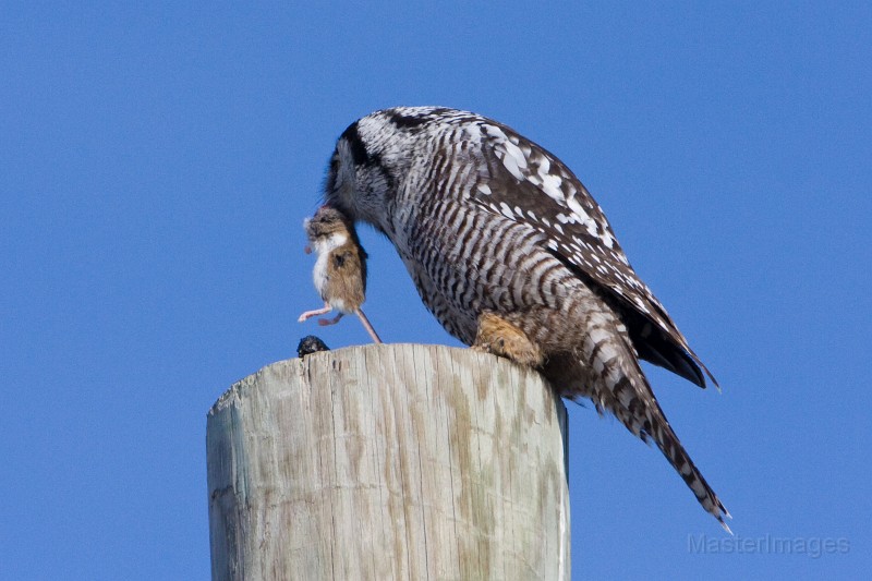 IMG_6734c.jpg - Northern Hawk-Owl (Surnia ulula) with Deer Mouse (Peromyscus maniculatus)