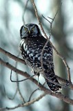 hawk_owl2