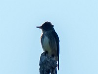 IMG 2479c  Olive-sided Flycatcher (Contopus cooperi)