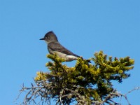 IMG 2481c  Olive-sided Flycatcher (Contopus cooperi)