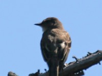 IMG 4028c  Olive-sided Flycatcher (Contopus cooperi)