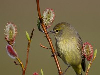 A2Z2124c  Orange-crowned Warbler (Oreothlypis celata) - male