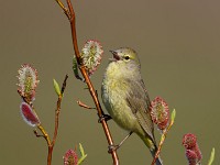 A2Z2126c  Orange-crowned Warbler (Oreothlypis celata) - male