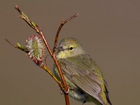 A2Z2131c  Orange-crowned Warbler (Oreothlypis celata) - male