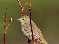 A2Z2265c  Orange-crowned Warbler (Oreothlypis celata) - male