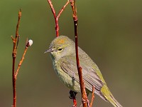 A2Z2266c  Orange-crowned Warbler (Oreothlypis celata) - male