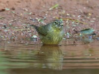 U0U3773c  Orange-crowned Warbler (Oreothlypis celata)