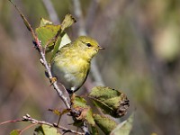 U0U8319c  Orange-crowned Warbler (Oreothlypis celata)