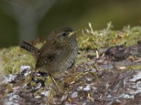 159 5927c  Pacific Wren (Troglodytes pacificus)