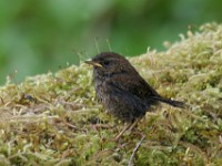 159 5960c  Pacific Wren (Troglodytes pacificus)