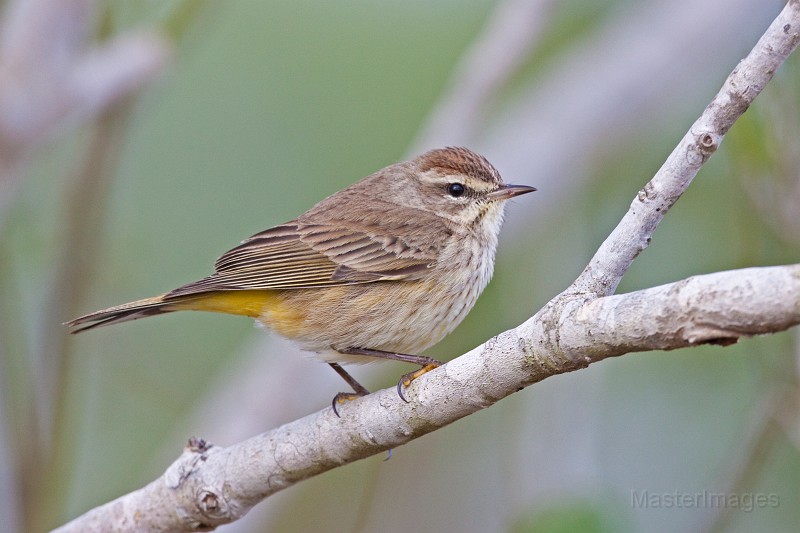 IMG_0403c.jpg - (Western) Palm Warbler (Dendroica palmarum palmarum)