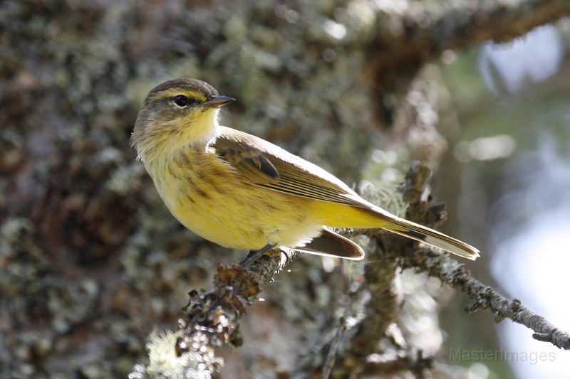 IMG_3208c.jpg - (Yellow) Palm Warbler (Dendroica palmarum hypochrysea)