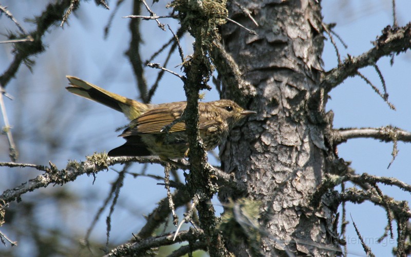 IMG_3984c.jpg - (Yellow) Palm Warbler (Dendroica palmarum hypochrysea) - juvenile