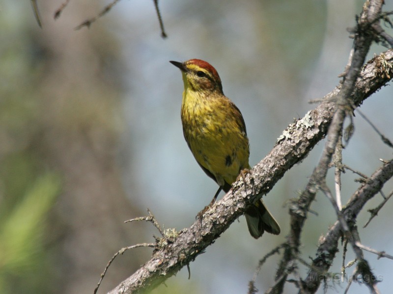 IMG_3993c.jpg - (Yellow) Palm Warbler (Dendroica palmarum hypochrysea)