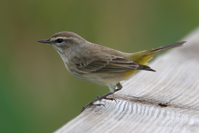 IMG_6837c.jpg - (Western) Palm Warbler (Dendroica palmarum palmarum)