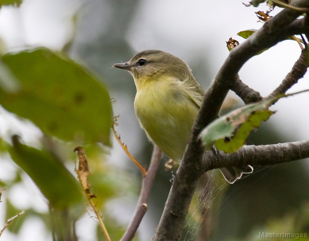 _MG_3291c.jpg - Philadelphia Vireo (Vireo philadelphicus)