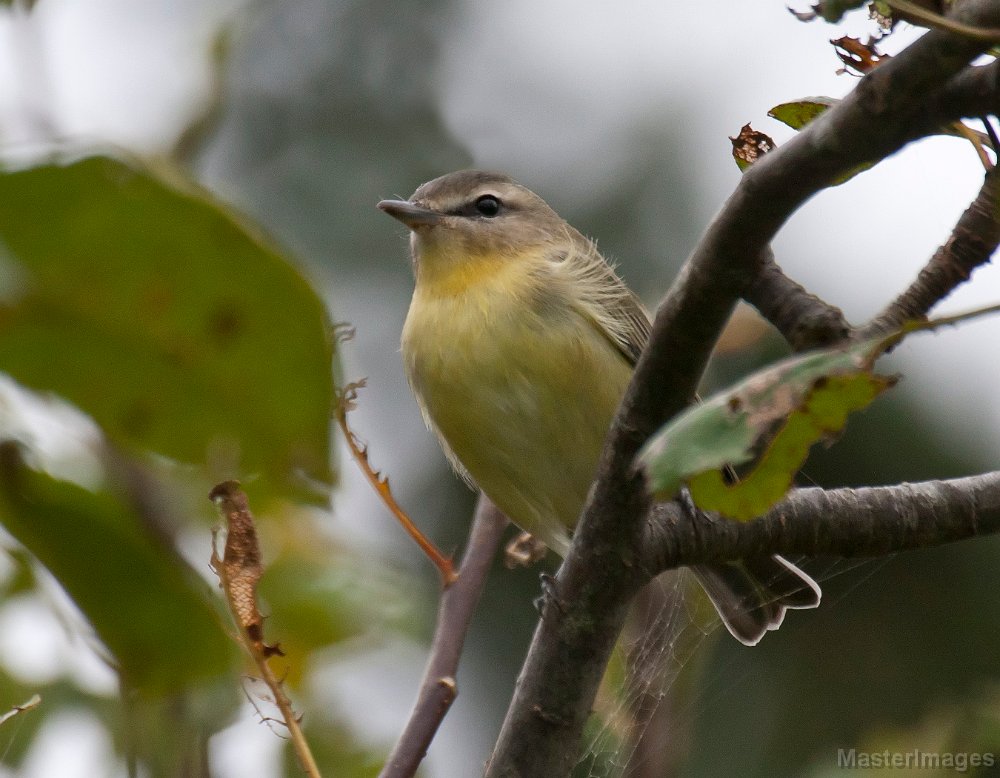 _MG_3292c.jpg - Philadelphia Vireo (Vireo philadelphicus)