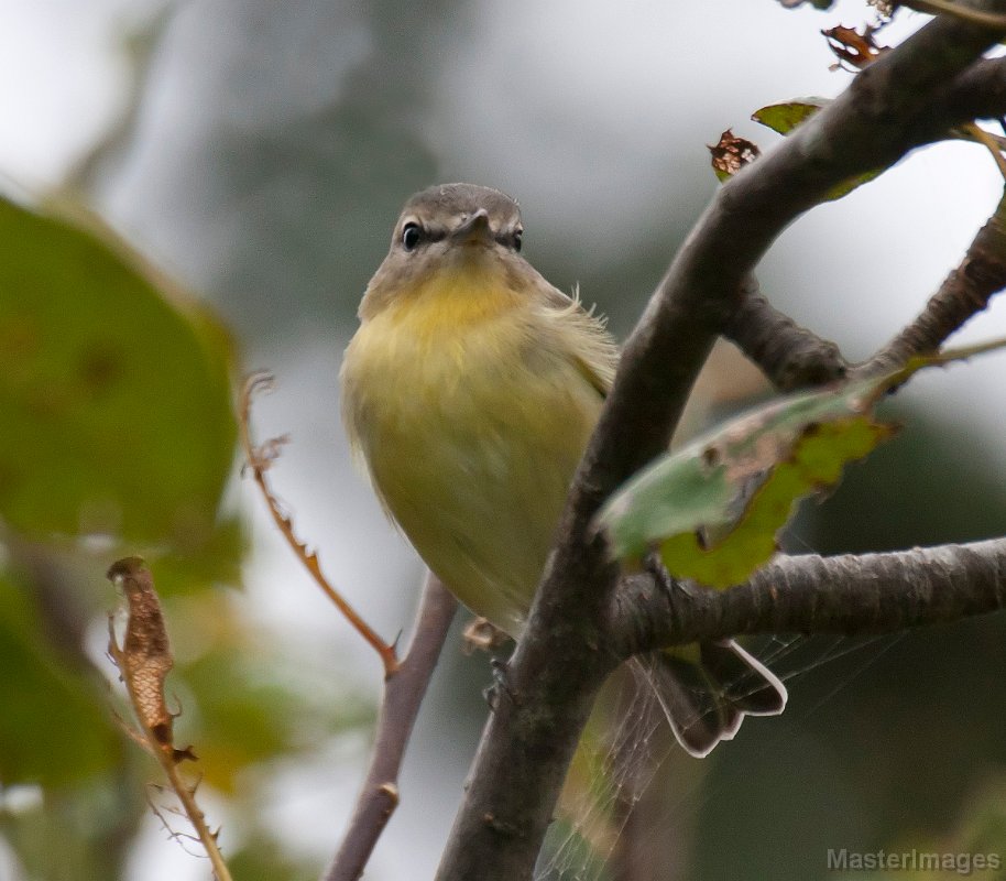 _MG_3293c.jpg - Philadelphia Vireo (Vireo philadelphicus)