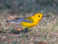 U0U6125c  Prothonotary Warbler (Protonotaria citrea) - adult male