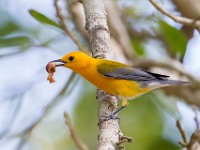 U0U6496c  Prothonotary Warbler (Protonotaria citrea) - adult male