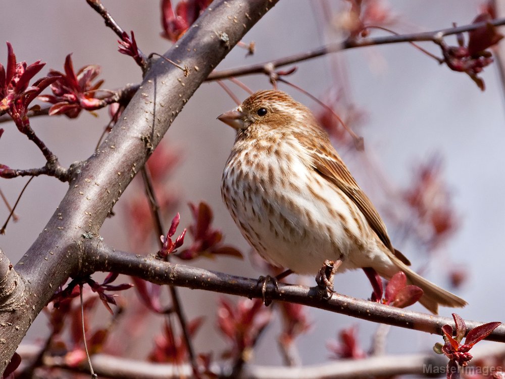 IMG_1198c.jpg - Purple Finch (Carpodacus purpureus) - female