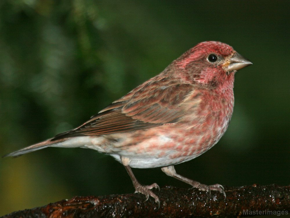 IMG_4553c.jpg - Purple Finch (Carpodacus purpureus) - male