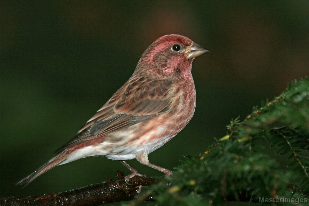 IMG_4557c.jpg - Purple Finch (Carpodacus purpureus) - male