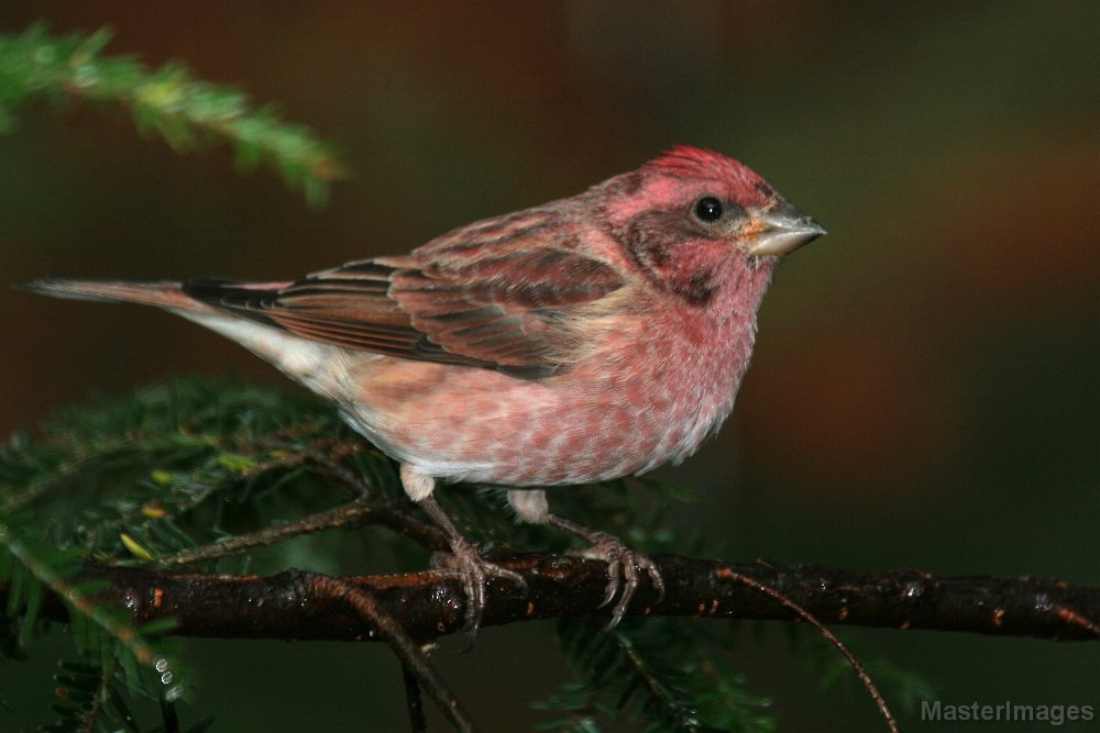 IMG_4571c.jpg - Purple Finch (Carpodacus purpureus) - male