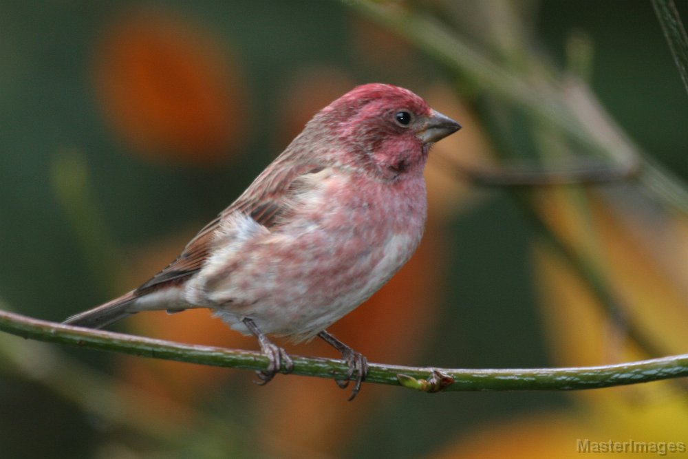 IMG_4632c.jpg - Purple Finch (Carpodacus purpureus) - male