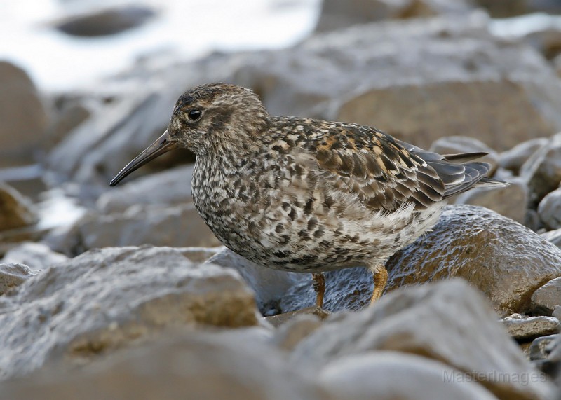 IMG_0183c.jpg - breeding plumage