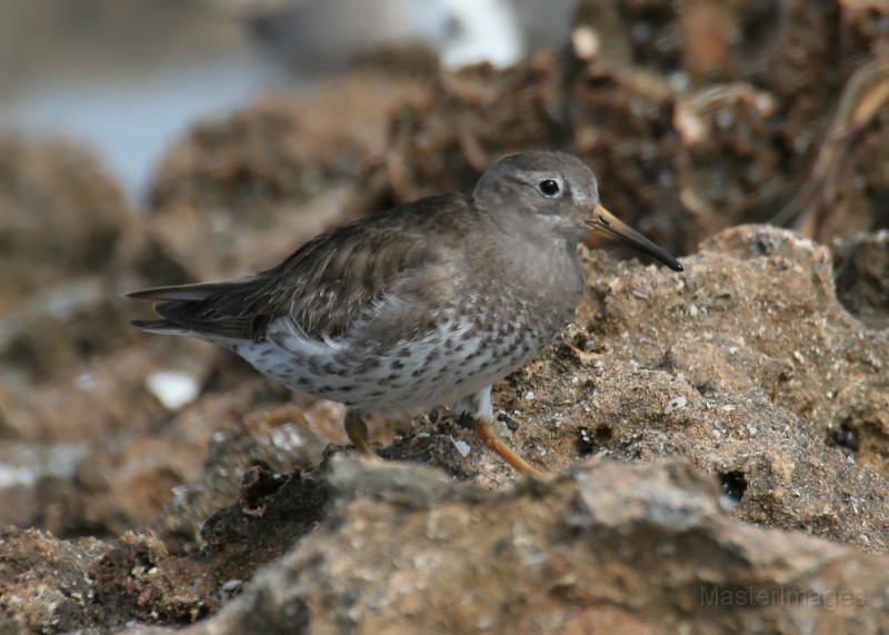 IMG_0187c.jpg - nonbreeding plumage