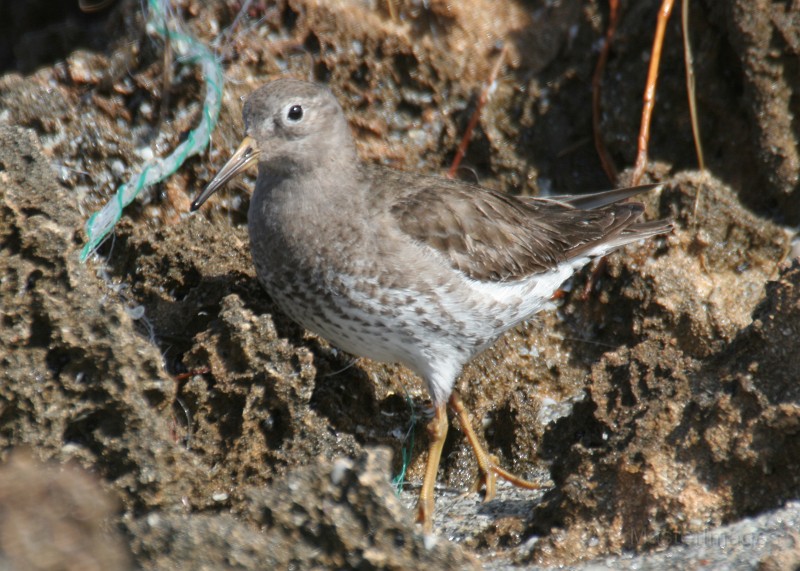 IMG_0196c.jpg - nonbreeding plumage