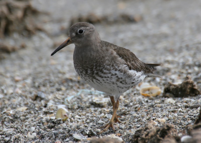 IMG_0225c.jpg - nonbreeding plumage