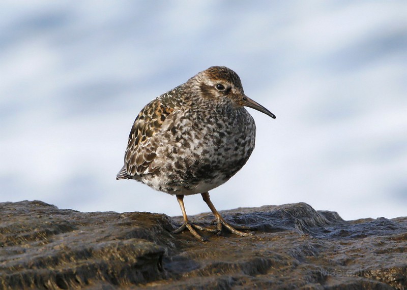 IMG_0225cb.jpg - breeding plumage