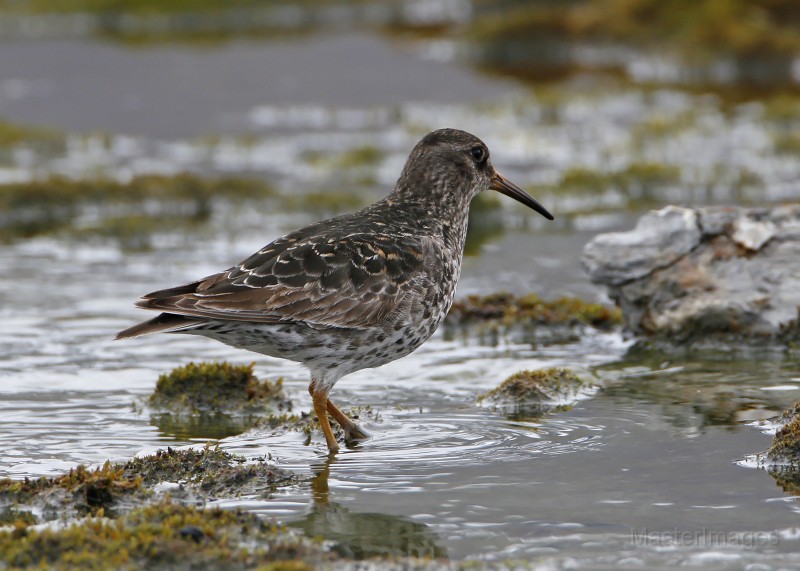 IMG_2003c.jpg - breeding plumage