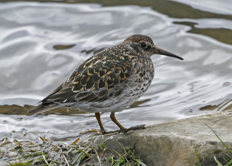 IMG_2474c.jpg - breeding plumage