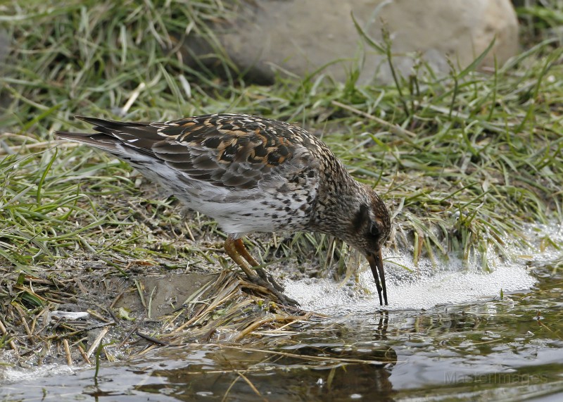 IMG_2496c.jpg - breeding plumage