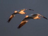 A2Z5985c  Ross's Goose (Chen rossii) & Snow Goose (Chen caerulescens)