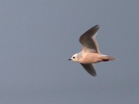 31F4921c  Ross's Gull (Rhodostethia rosea) - adult nonbreeding