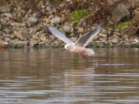 31F4949c  Ross's Gull (Rhodostethia rosea) - adult nonbreeding