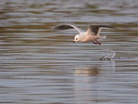 31F4959c  Ross's Gull (Rhodostethia rosea) - adult nonbreeding