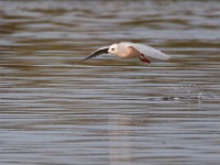 31F4960c  Ross's Gull (Rhodostethia rosea) - adult nonbreeding